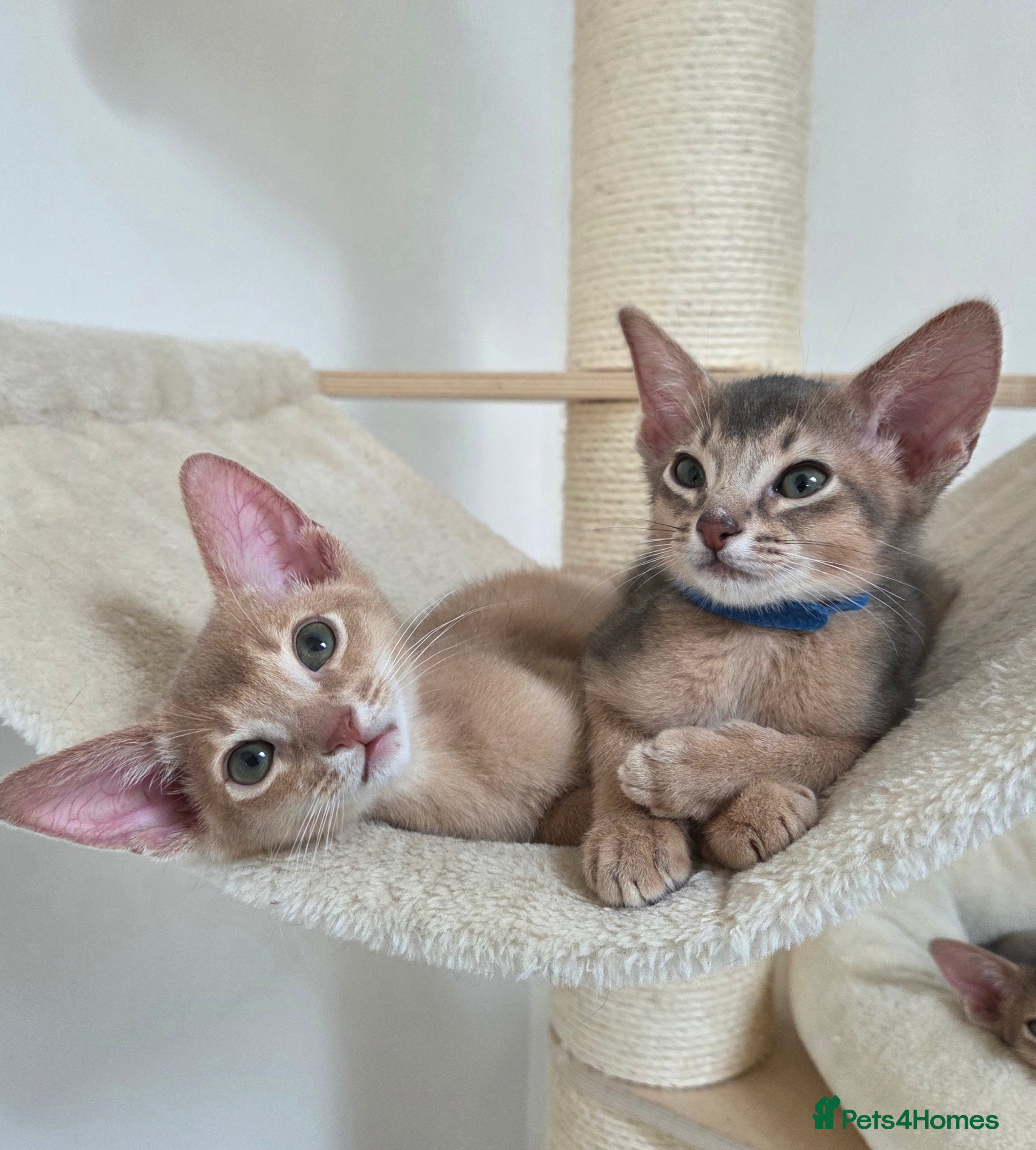 Abyssinian cats Gorgeous Tica  Abyssinian Kittens  - Advert 1