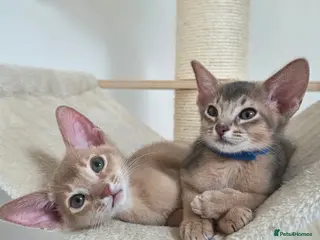 Abyssinian cats Gorgeous Tica Abyssinian Kittens - Advert 1