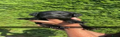 Labrador Retriever 1