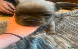 French Bulldog dogs for sale: French bull dog puppies  - Image 17