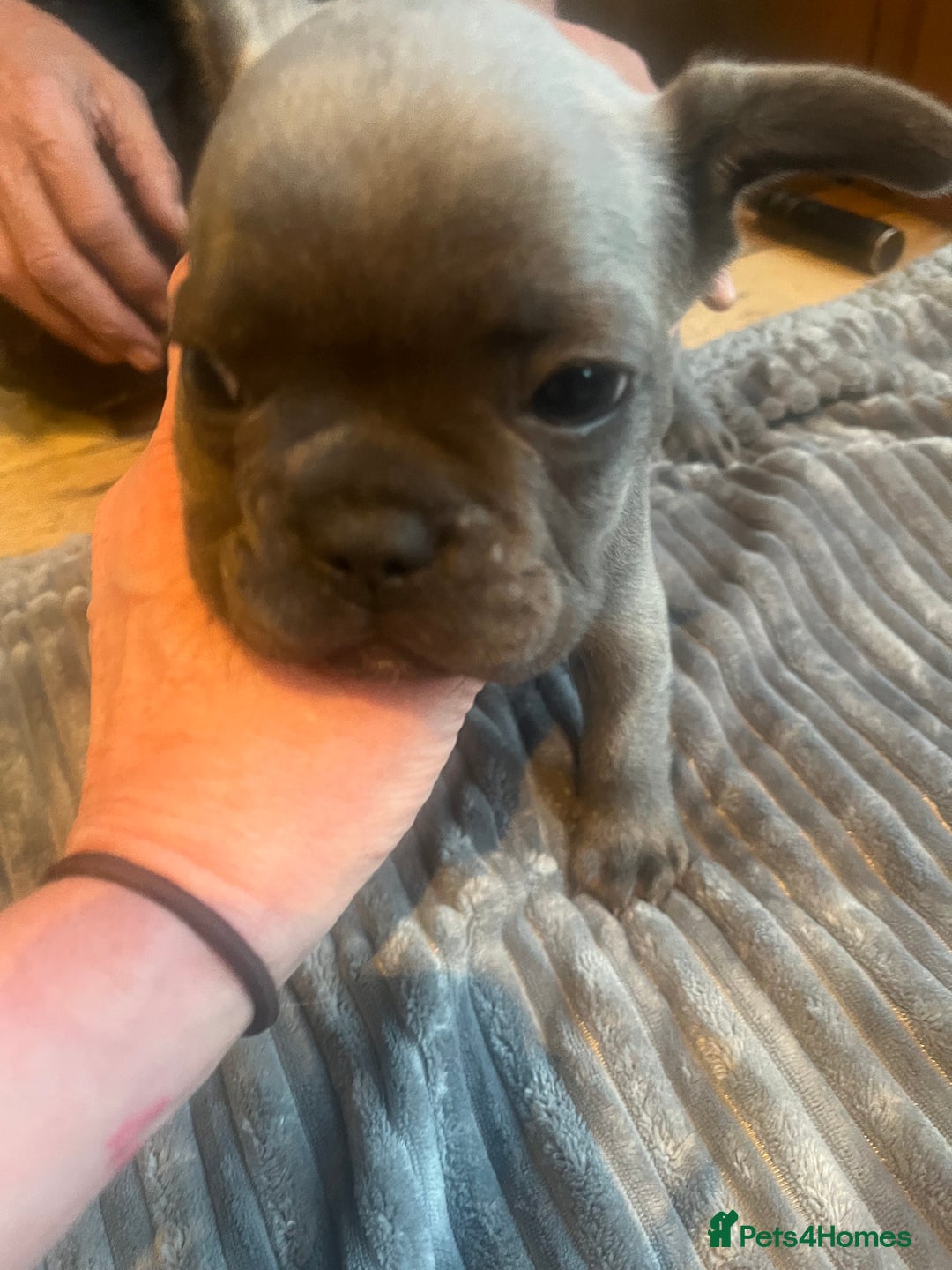 French Bulldog dogs for sale: French bull dog puppies  - Image 17