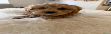 Maltipoo Puppy 2