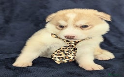 Siberian Husky dogs for sale: Beautiful pure Siberian Husky( last white male) - Image 7