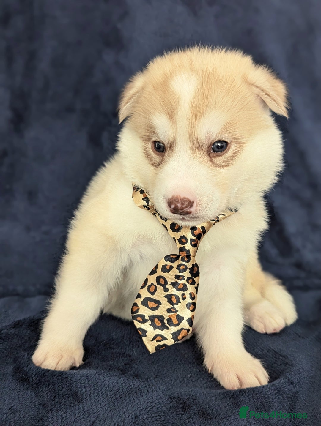 Siberian Husky dogs for sale: Beautiful pure Siberian Husky( last white male) - Image 7