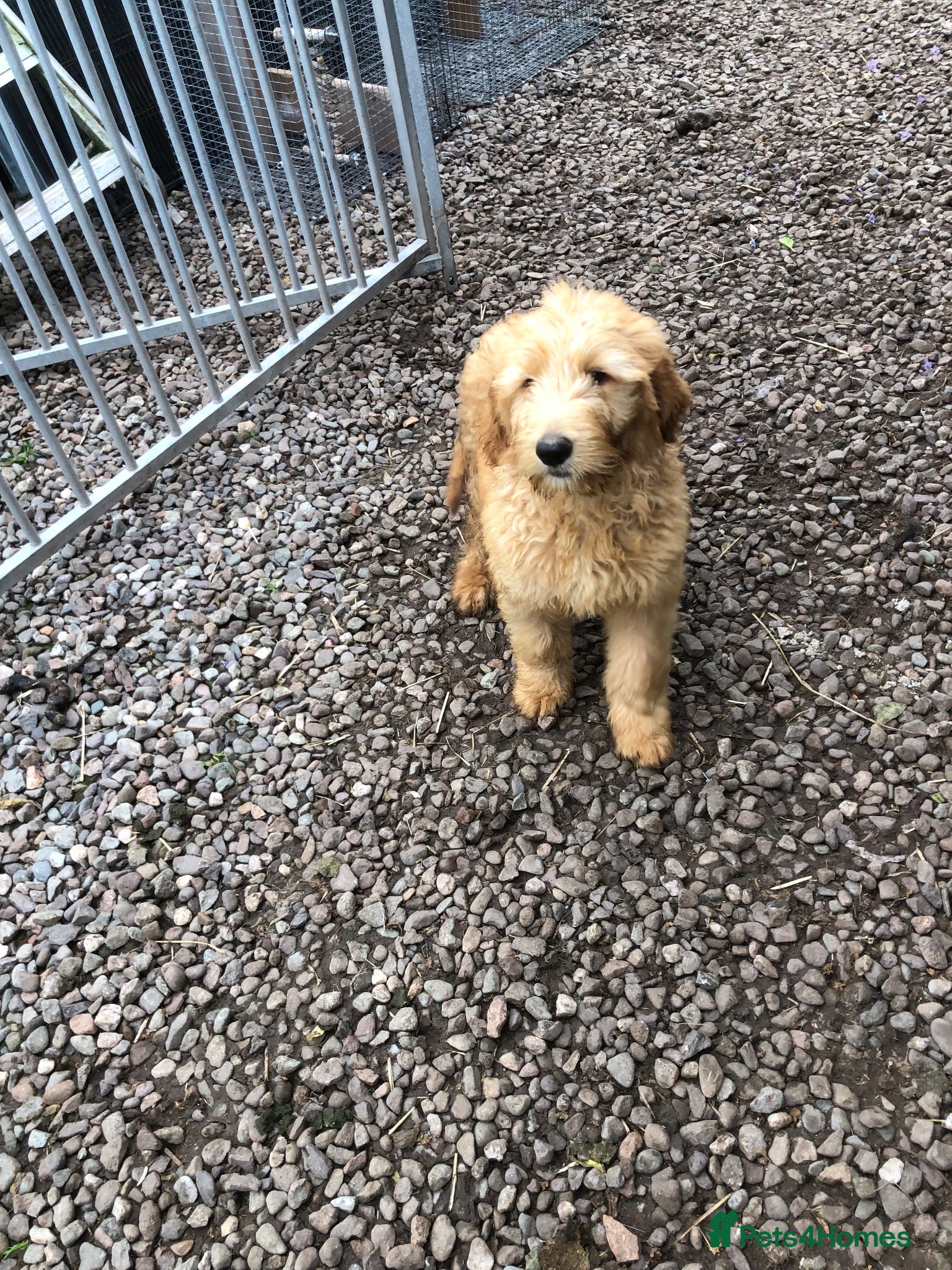 Goldendoodle dogs REDUCED PRICE - only 1 boy and 1 girl left £750 - Advert 2