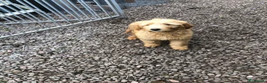 Goldendoodle 6