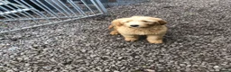 Goldendoodle dogs for sale: REDUCED PRICE - only 1 boy and 1 girl left £750 - Advert 6