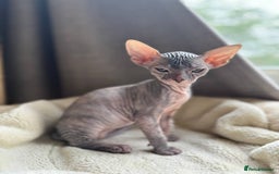Sphynx cats for sale: Don Sphynx Kittens - Image 8
