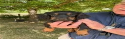 Cocker Spaniel dogs for sale: 4 WORKING COCKER SPANIEL PUPS.  - Advert 5