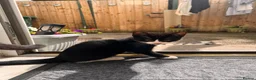 Domestic Shorthair cats for sale: 🐾 Gorgeous Kittens Ready for Loving Homes 🐾 - Advert 6