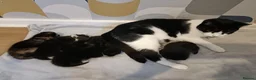 British Shorthair cats for sale: 5 beautiful kittens distinctive markings - Advert 7