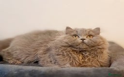 British Longhair cats for sale: TICA Beautiful Blue British Longhair Female - Image 24