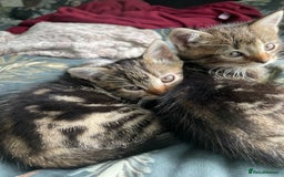Mixed Breed cats for sale: 3 lovely natured, characterful tabby’s  - Image 11