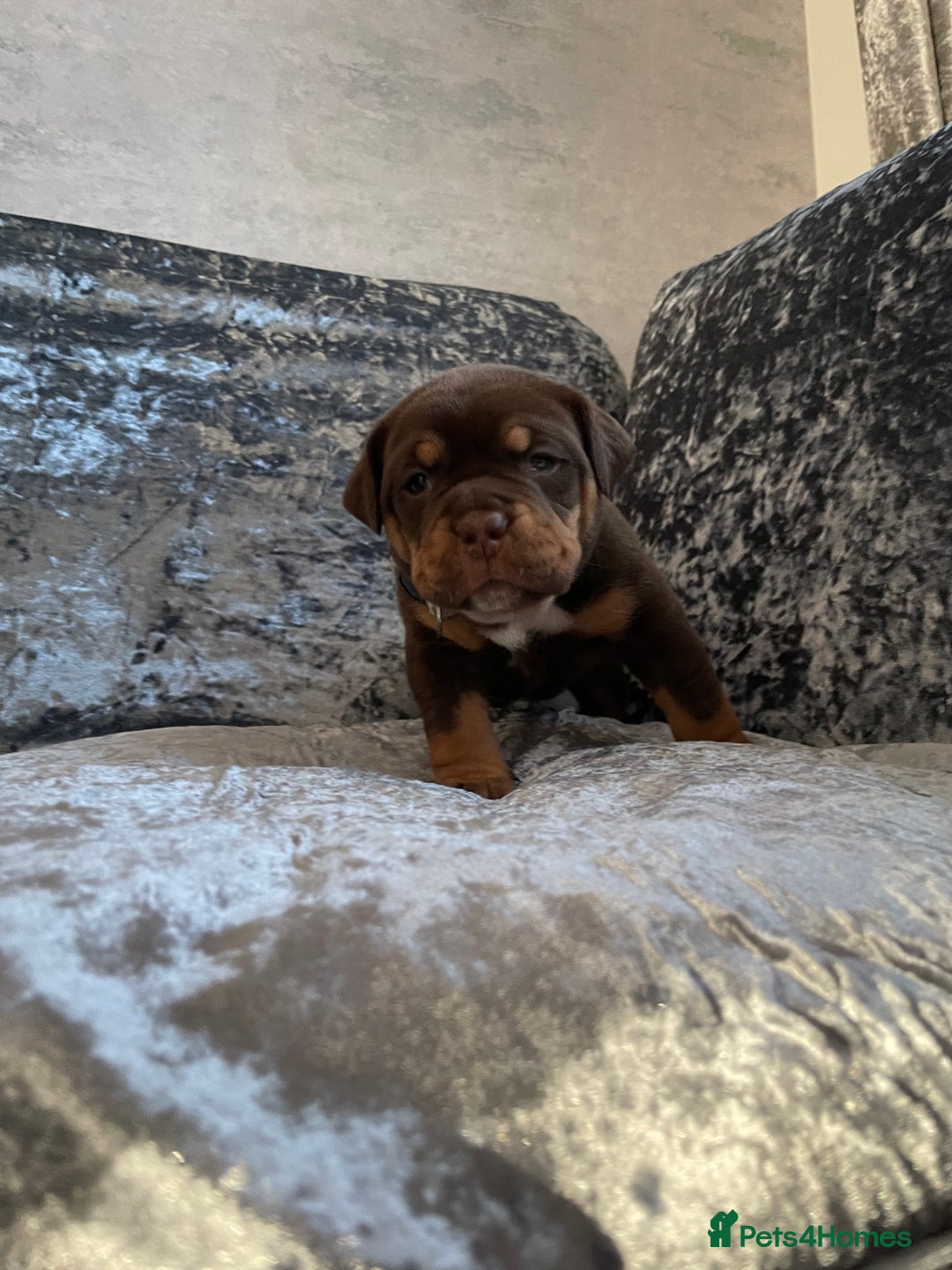 Olde English Bulldogge dogs for sale: NEBBR registered Olde English bulldogge puppies - Advert 16