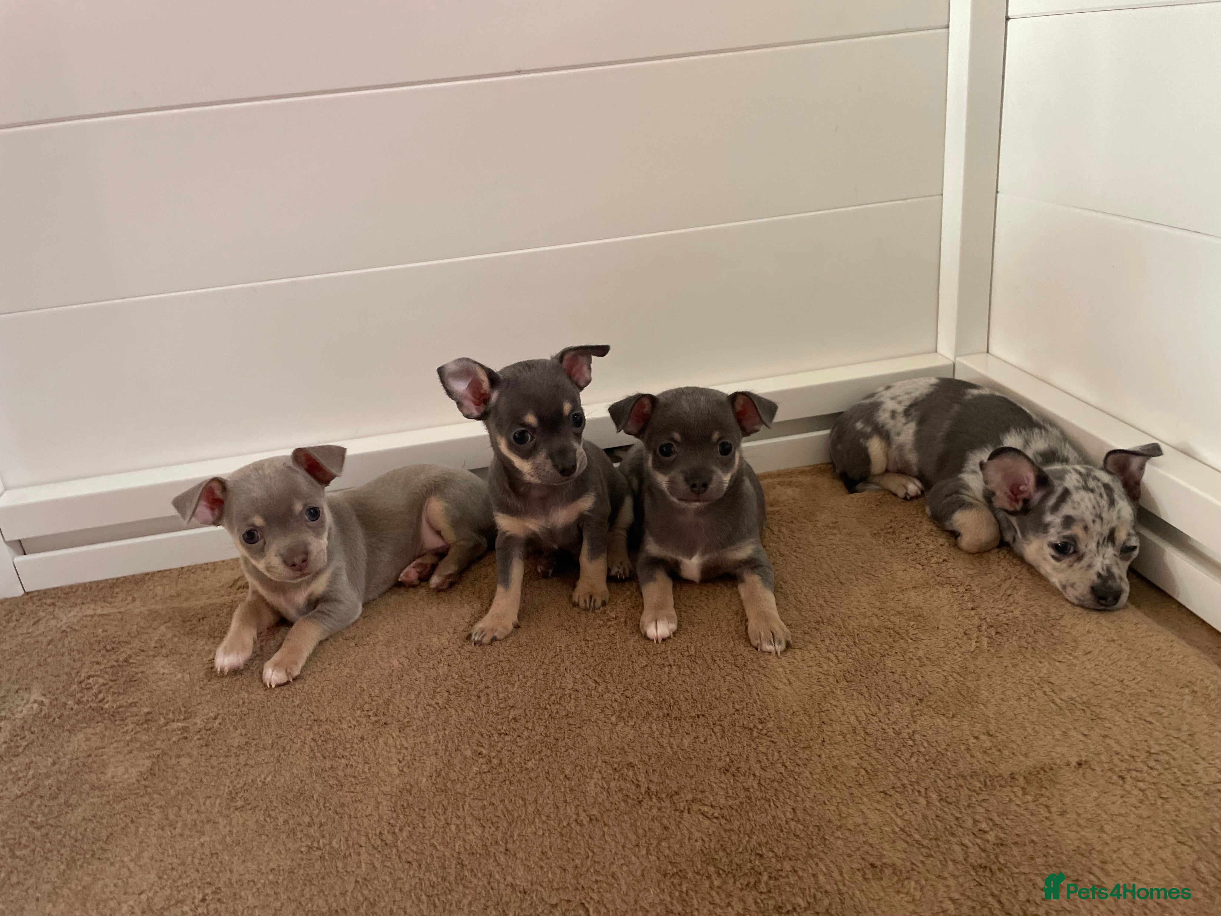 Chihuahua dogs Stunning Chihuahua Puppies  - Advert 18