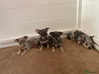Chihuahua dogs Stunning Chihuahua Puppies - Advert 18