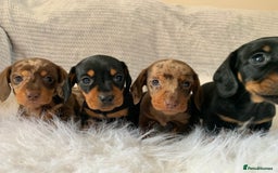 Miniature Dachshund dogs for sale: Minature daschund puppys - Image 5