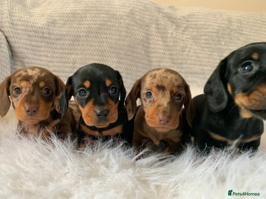 Miniature Dachshund dogs for sale: Minature daschund puppys - Image 5