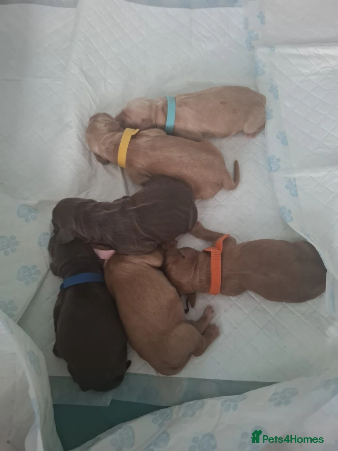 Cocker Spaniel dogs for stud: KC Reg, health tested Working cocker Spaniel in Barnsley - Advert 13