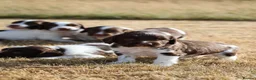 English Springer Spaniel dogs for sale: English springer spaniel  - Advert 13