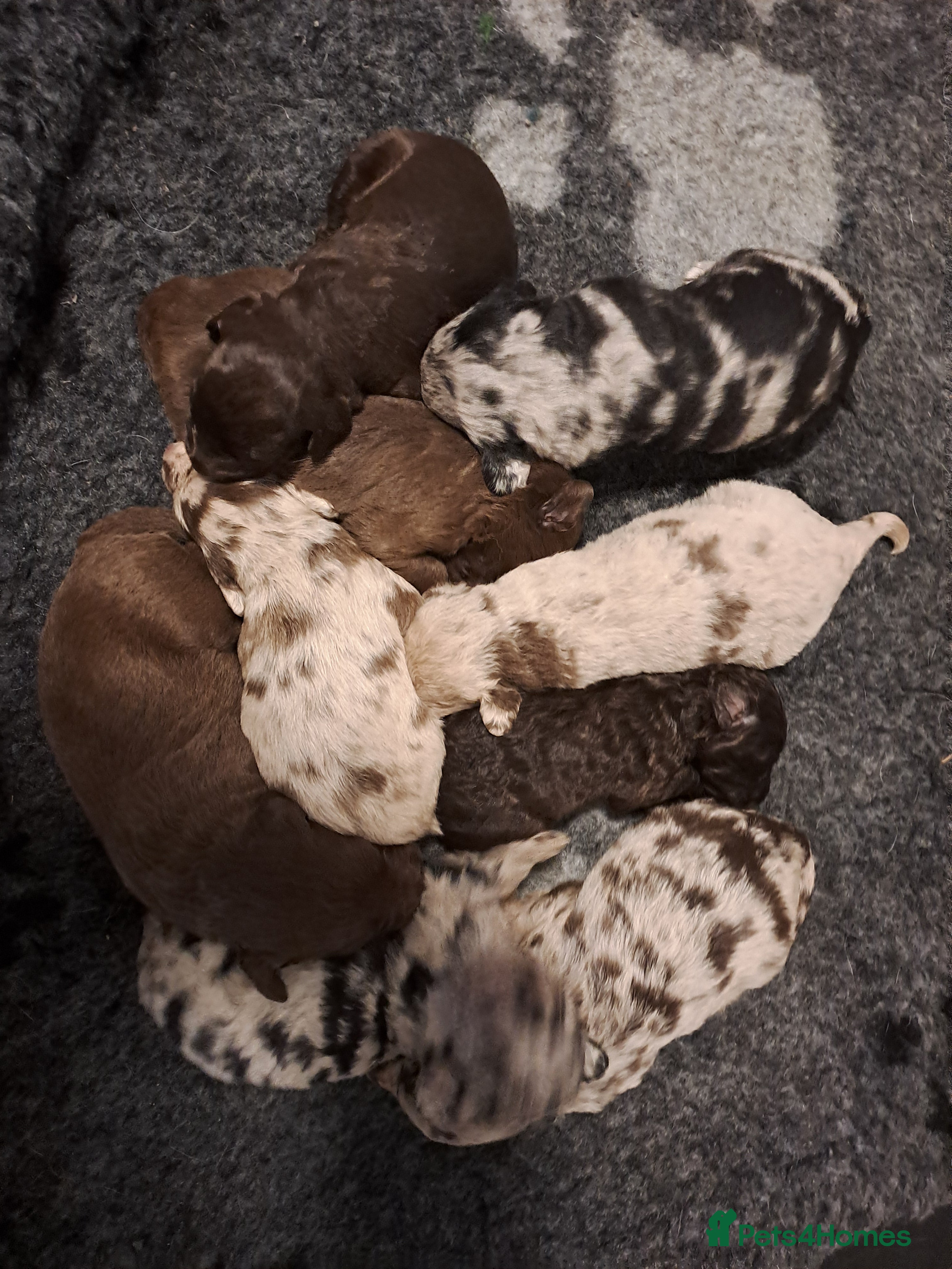 Labradoodle dogs Gorgeous Mini Labradoodle Puppies - Advert 1