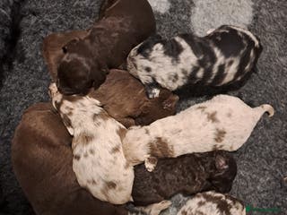 Labradoodle dogs Gorgeous Mini Labradoodle Puppies - Advert 1