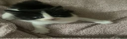 Turkish Van cats for sale: Litter of 6 kittens  - Advert 9