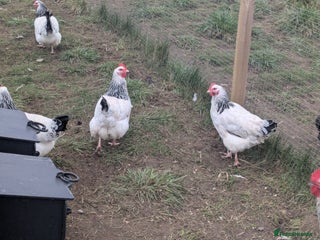 Geese poultry Barred Plymouth Rocks, Light Sussex, Faverolle POL - Advert 6