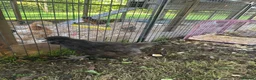 Chickens poultry for sale: Black silkie 7 month chicken for sale  in Yeovil - Advert 2