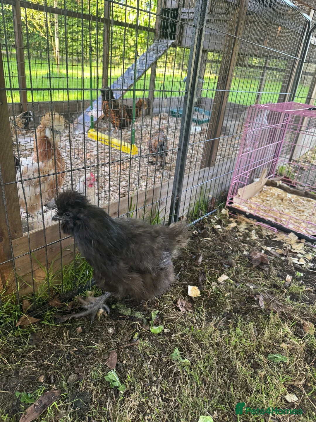 Chickens poultry for sale: Black silkie 7 month chicken for sale  in Yeovil - Advert 2