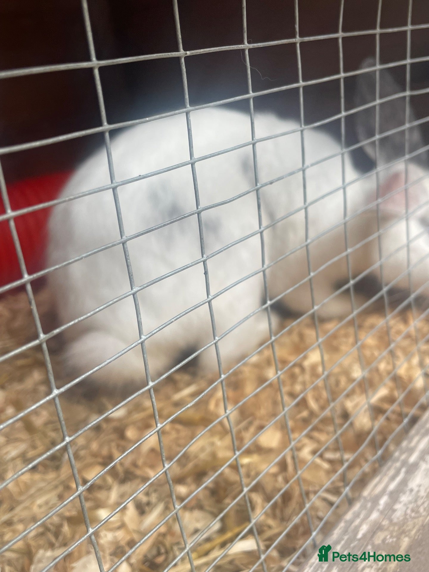 Mini Lop rabbits Grey & white rabbit ⭐️ - Advert 10
