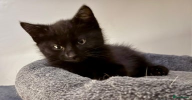 Mixed Breed cats 3 mixed breed kittens  - Advert 1