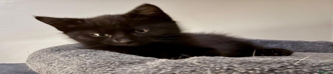 Mixed Breed Kitten 2