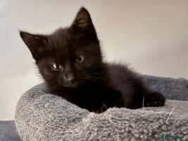 Mixed Breed cats 3 mixed breed kittens - Advert 2