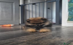 Pomeranian dogs for sale: Female Pomeranian Girl - Image 2