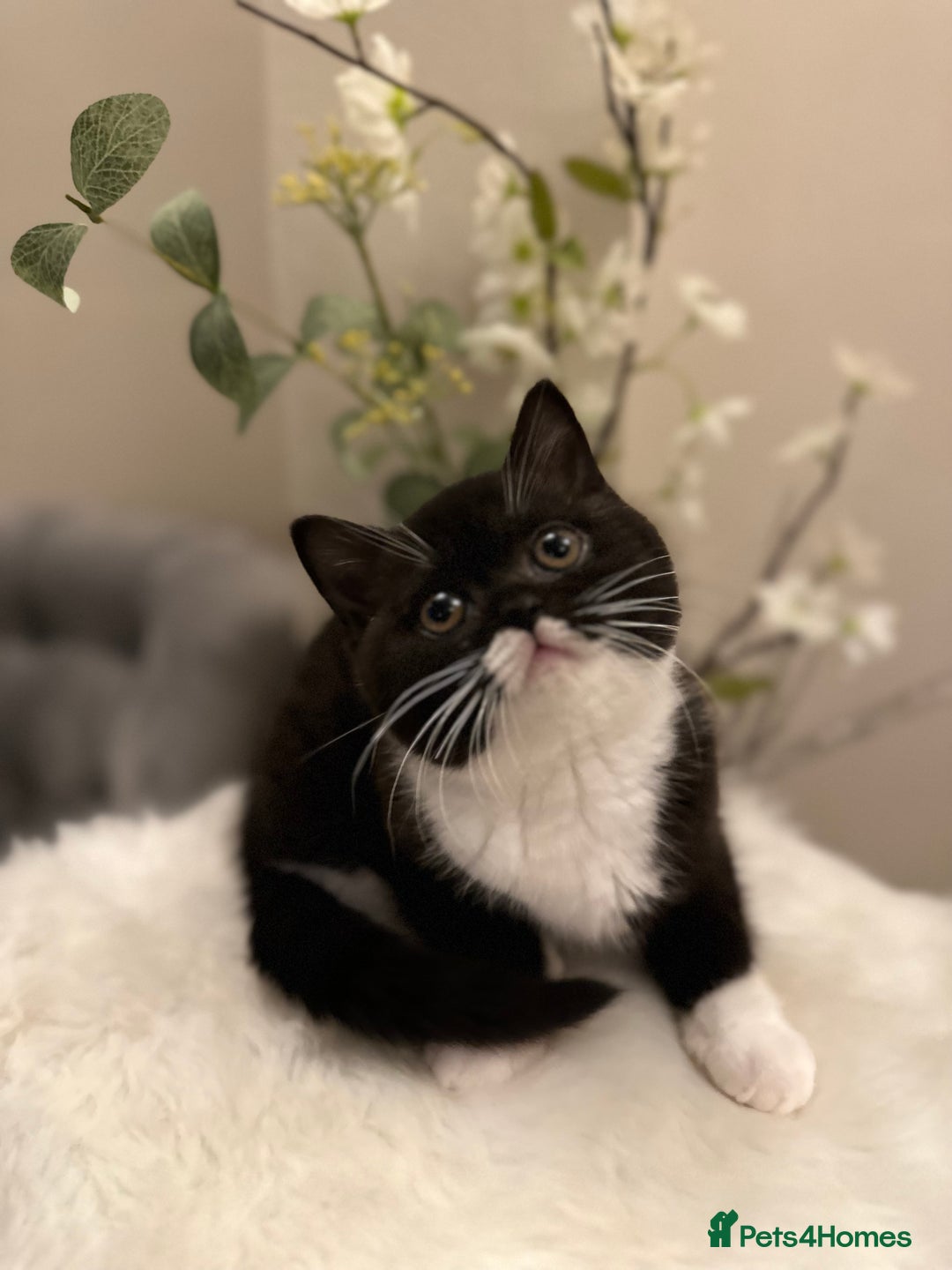 British Shorthair cats for sale: Blue/Lilac/Bicolour & Tortie Full Pedigree Reg BSH - Image 17