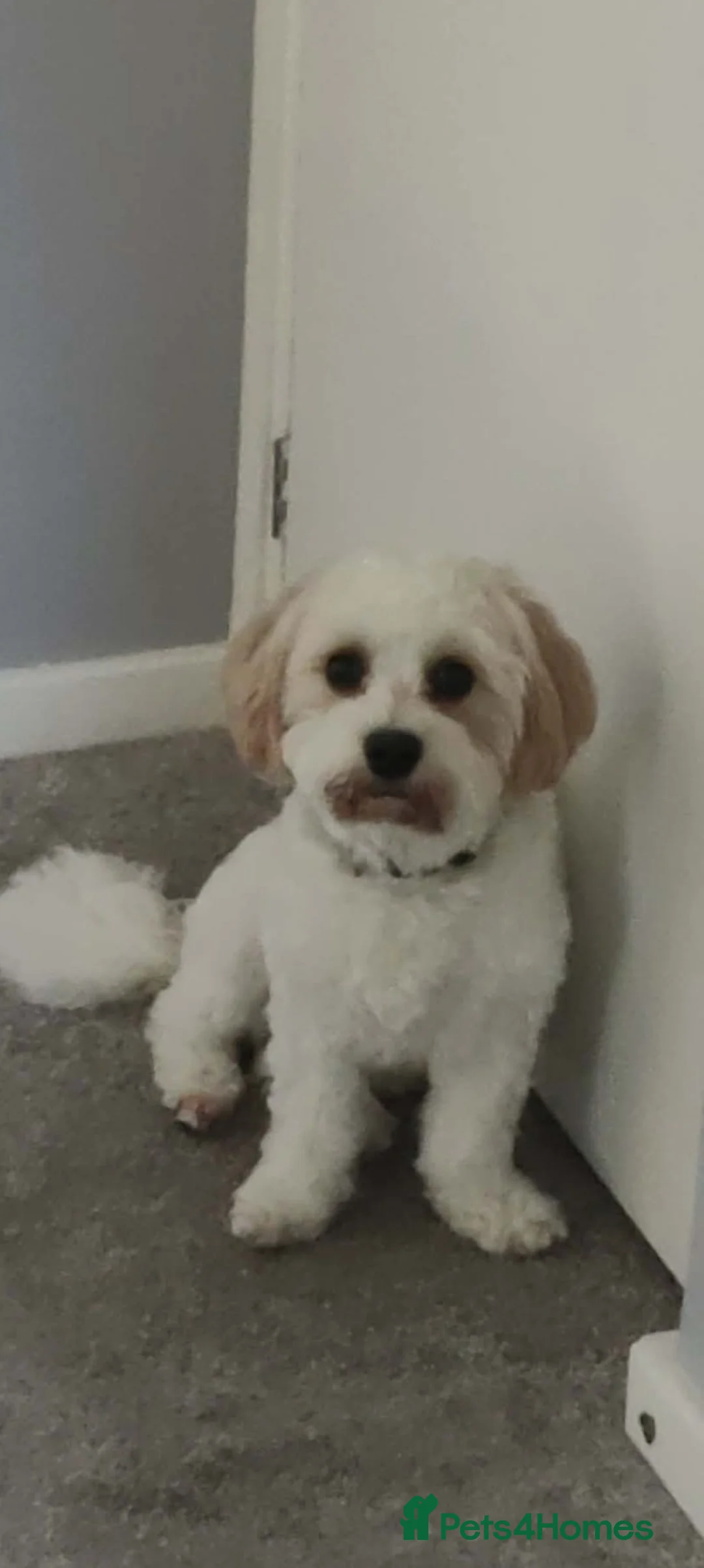 Cavapoo dogs for stud: Stud dog - Advert 5