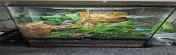 Gecko reptiles for sale: Harlequin Dalmatian crested gecko  - Advert 5