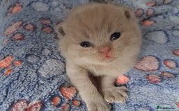 British Shorthair cats for sale: British Shorthair Lilac and Blue colour  - Image 1