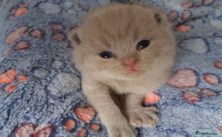 British Shorthair cats - Advert 1