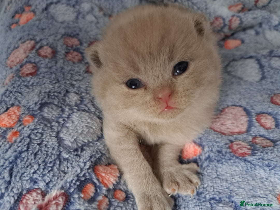 British Shorthair cats for sale: British Shorthair Lilac and Blue colour  - Image 1
