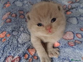 British Shorthair cats - Advert 12