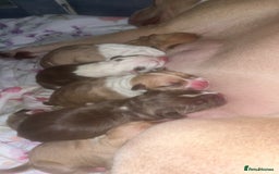 American Bull Staffy dogs for sale: 5 Girls 3 Boys American bull staffy pups  - Image 2