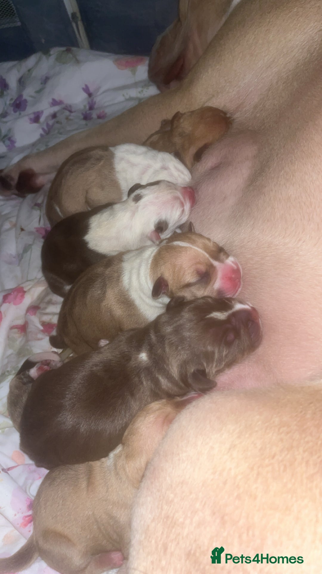 American Bull Staffy dogs for sale: 5 Girls 3 Boys American bull staffy pups  - Image 2