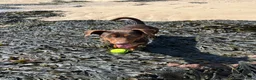 Jack Russell dogs for stud: Mister Marshall Parkinson in Ilkley - Advert 3