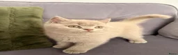 British Shorthair cats for sale: GCCF British shorthair kittens in Stowmarket - Advert 6