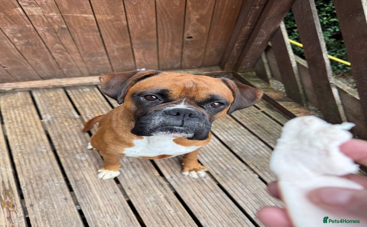 Boxer dogs - Advert 1