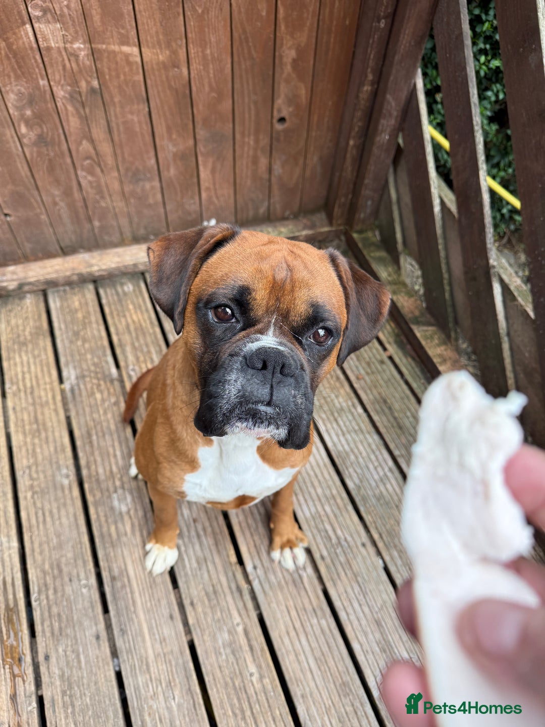 Boxer dogs for sale: 3 year old boxer dog  - Image 1