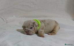 English Bulldog dogs for sale: 7 gorgeous mr muscles puppies looking for a home  - Image 11