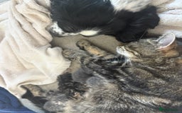 Bengal cats for sale: Bengal cross kittens one grey boy one brown girl - Image 4